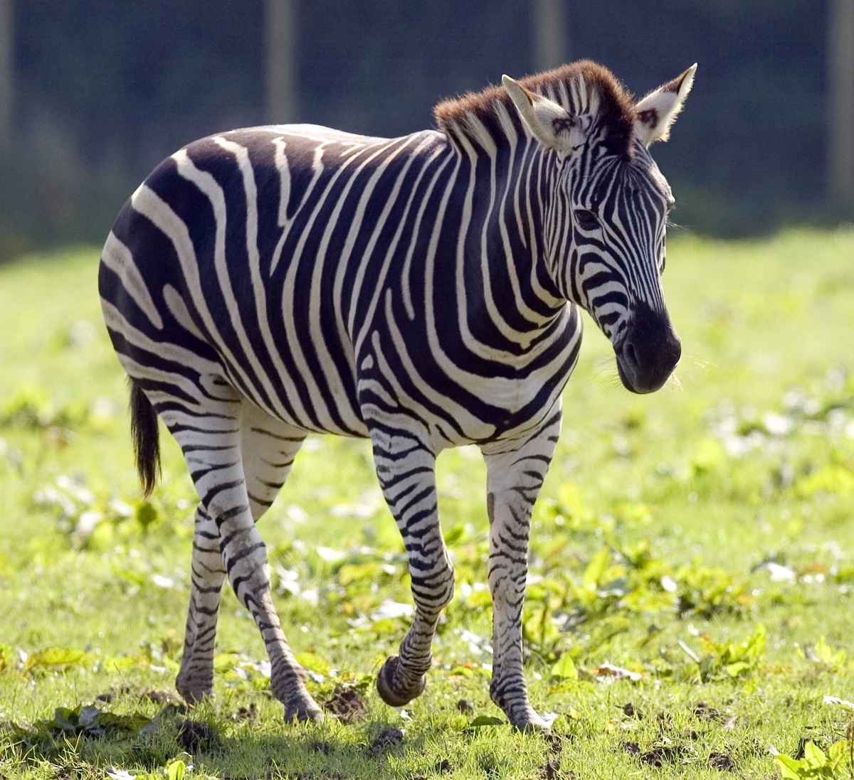 Chapman's Zebra | FictionRulezForever Wiki | Fandom