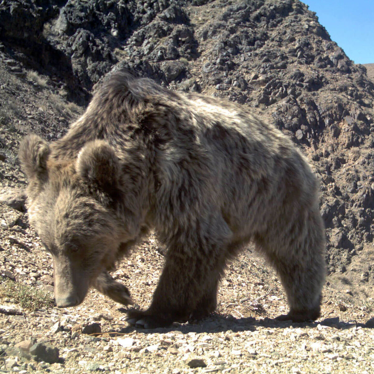 Gobi Bear