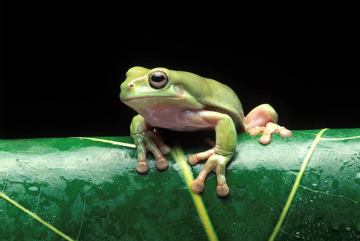 Australian Tree Frog | FictionRulezForever Wiki | Fandom