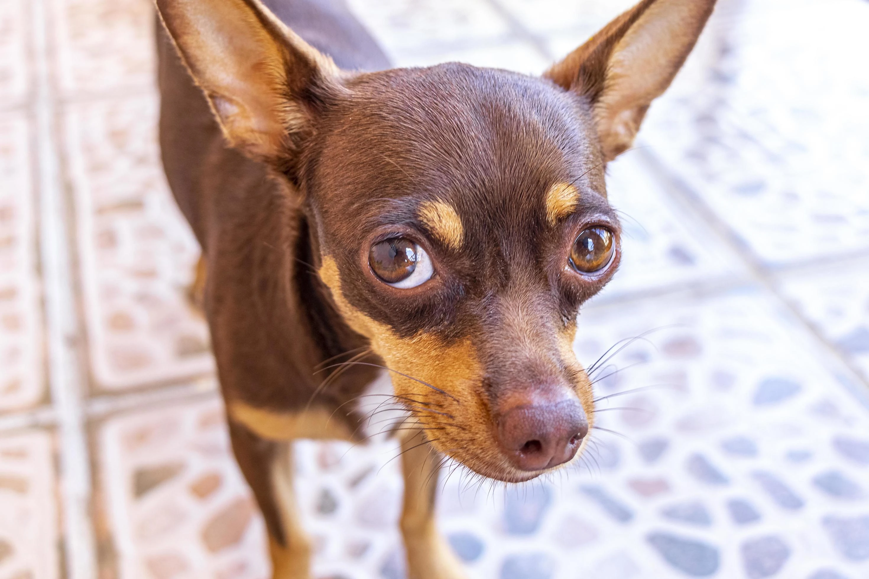 Chihuahua | FictionRulezForever Wiki | Fandom