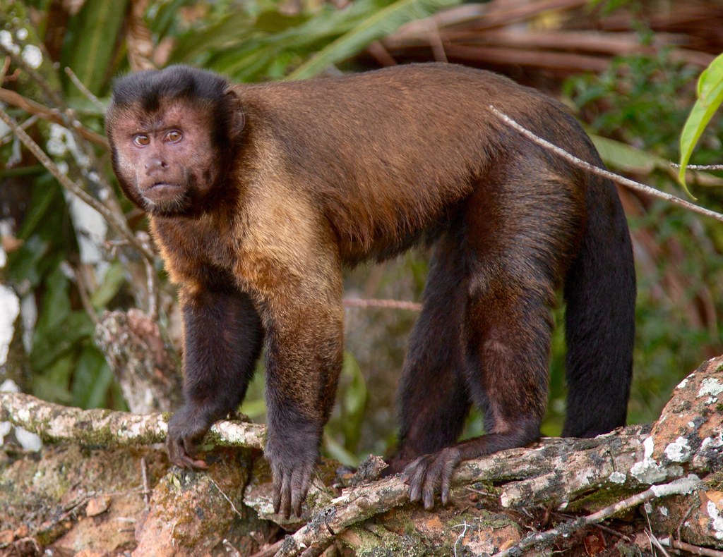 Tufted Capuchin Monkeys - Language Research Center