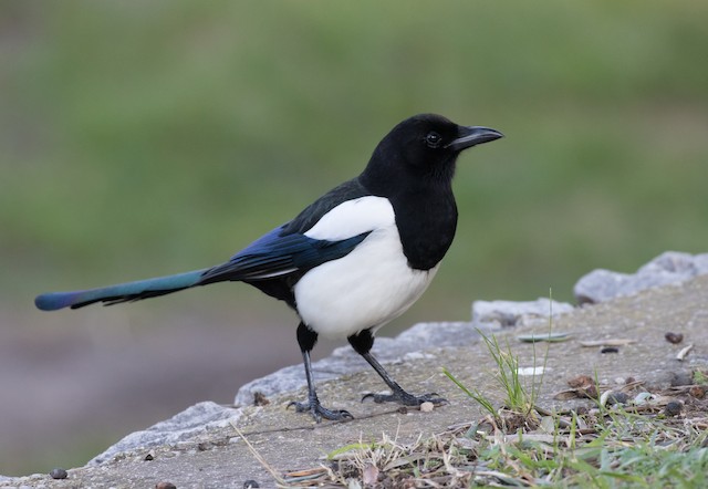 Eurasian Magpie - eBird