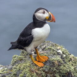 The Astonishing Atlantic Puffin – FanningSparks