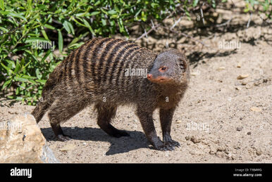 Mongoose selous new arrivals