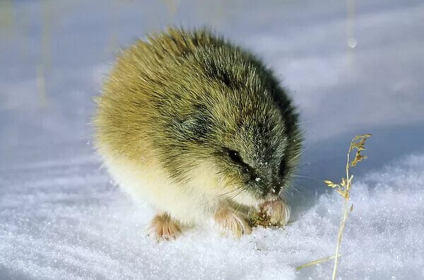 Brown lemming, rodent