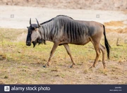 Blue Wildebeest | FictionRulezForever Wiki | Fandom