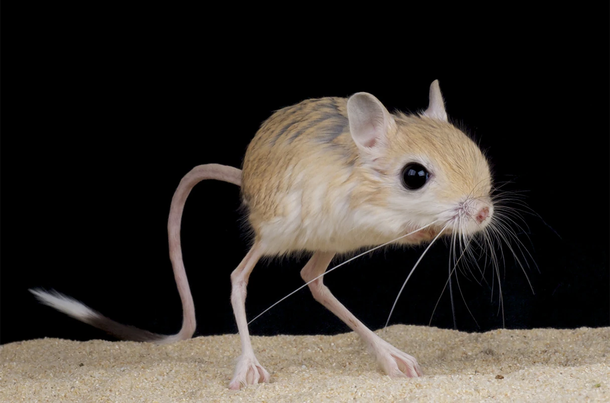 Four-Toed Jerboa | FictionRulezForever Wiki | Fandom