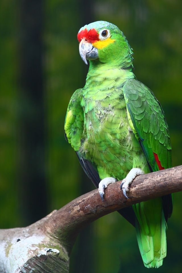 red amazon parrot