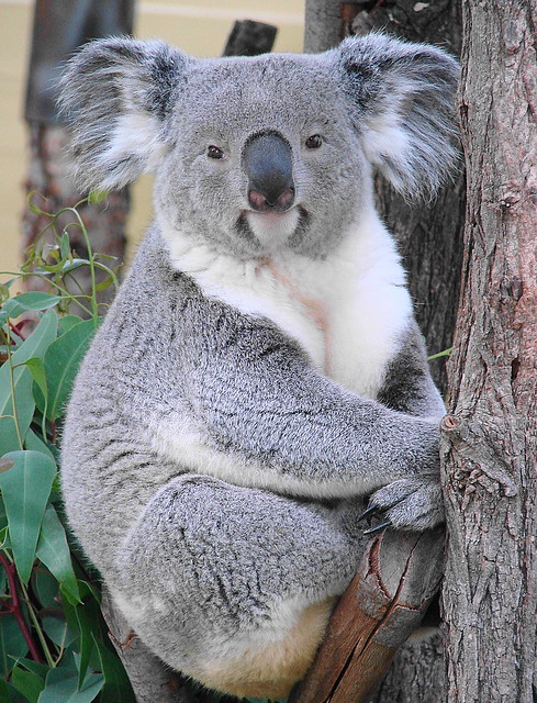 Панда и коала. Самка коалы. Милые панды и коалы. Фото коалы и панды.