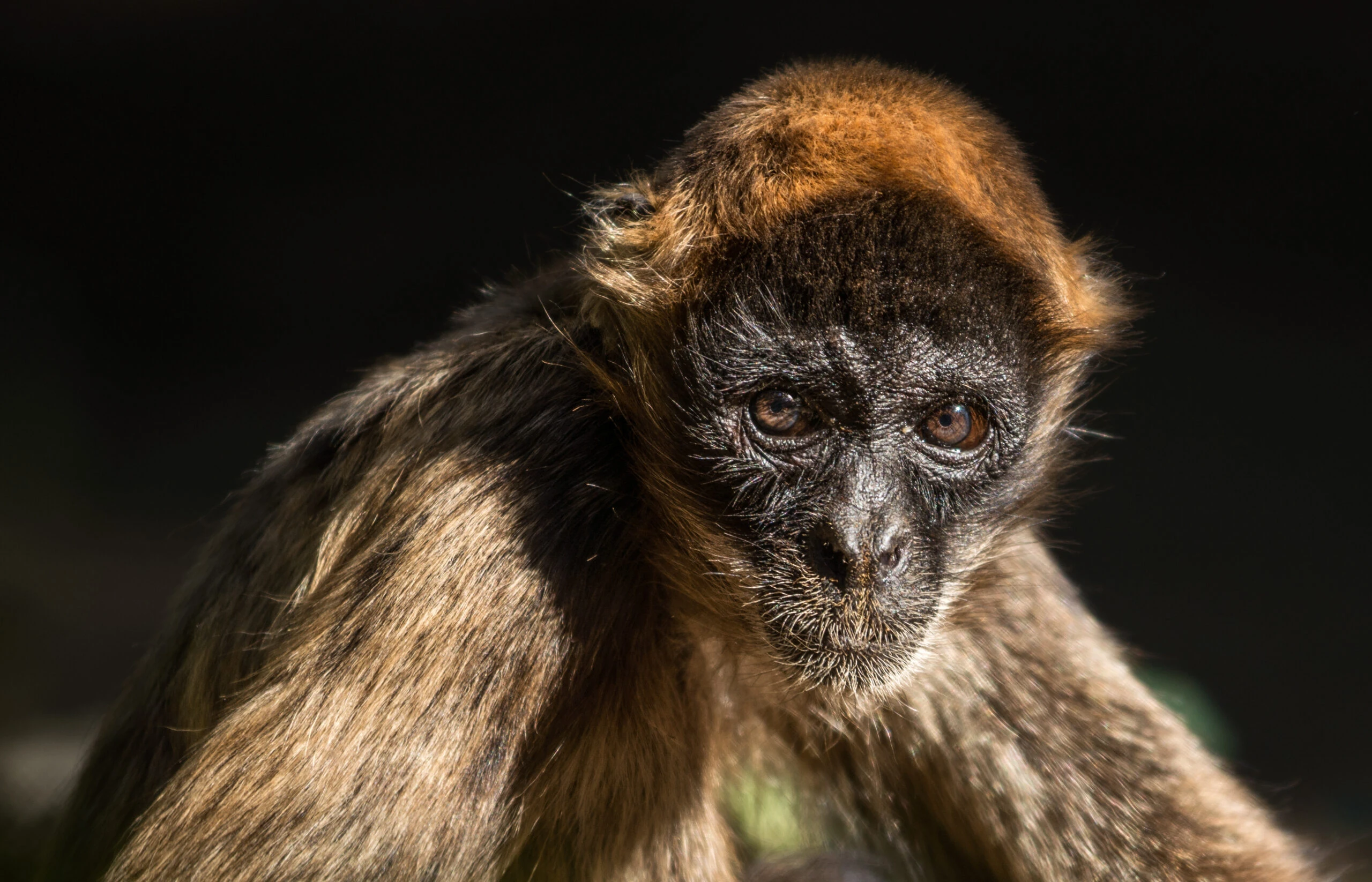 プロフ必読⭐︎monkey Geoffroy's Spider Monkey | FictionRulezForever Wiki | Fandom