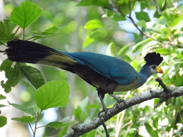 #『Southern blue 』　カノコダカラ貝 Southern blue 』 カノコダカラ貝