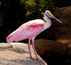 Roseate Spoonbill | FictionRulezForever Wiki | Fandom