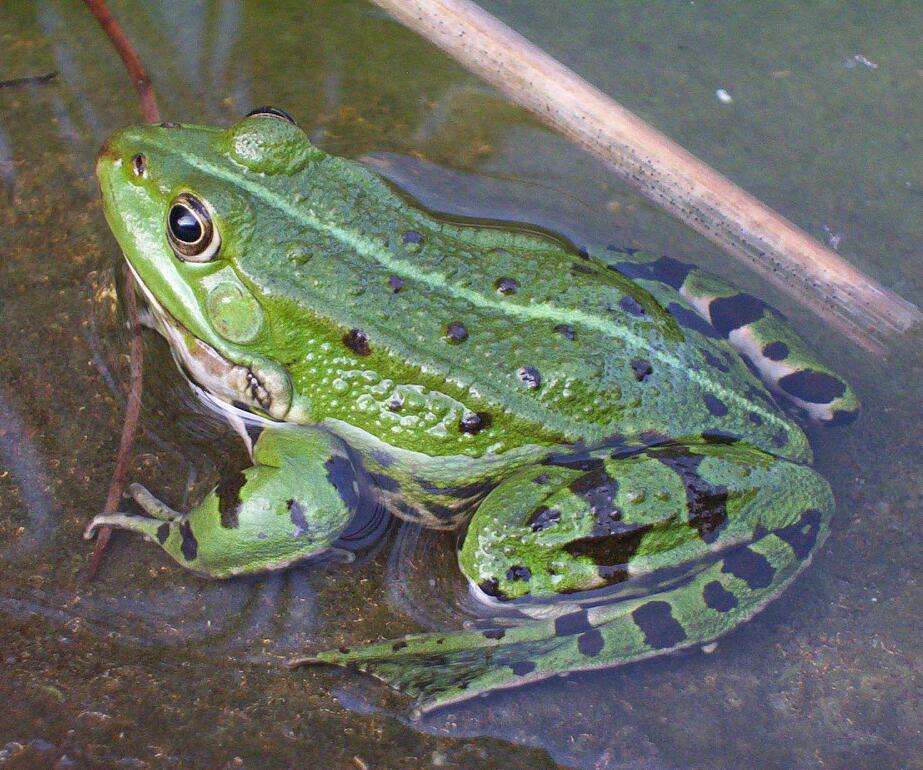Edible frog - Wikipedia