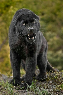Black Jaguar | FictionRulezForever Wiki | Fandom