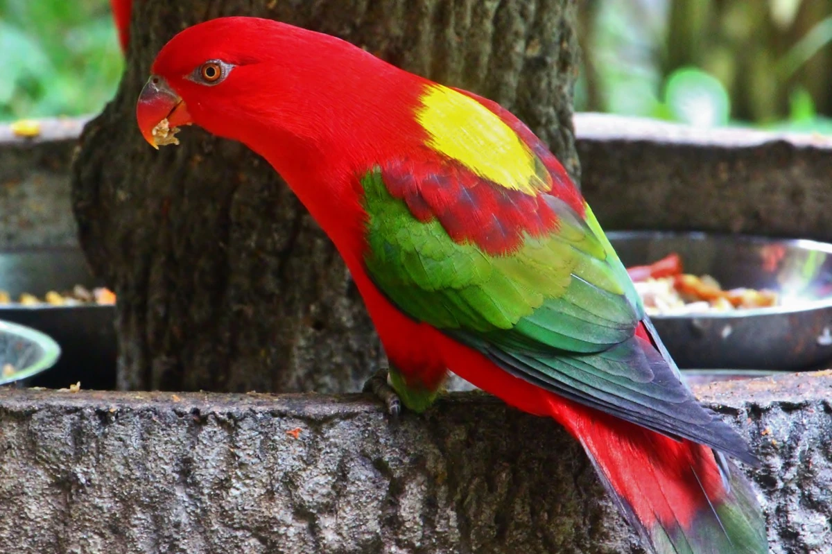 Chattering Lory | FictionRulezForever Wiki | Fandom