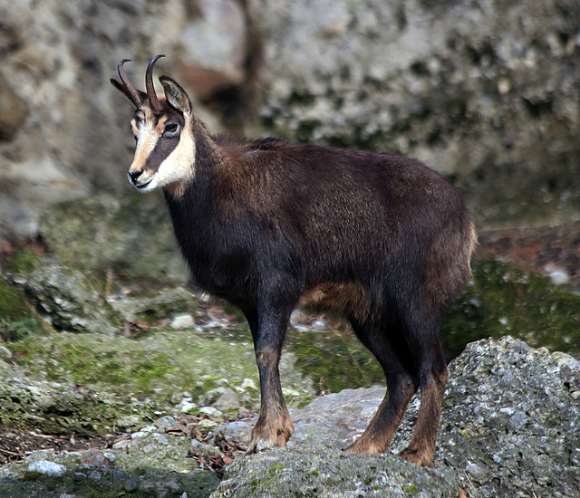 Chamois (Rupicapra rupicapra) - JungleDragon