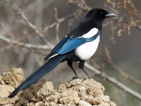 Black And White Bird Colorado: Stunning Species You Must See Today