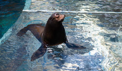 sealions_spring2013.jpg