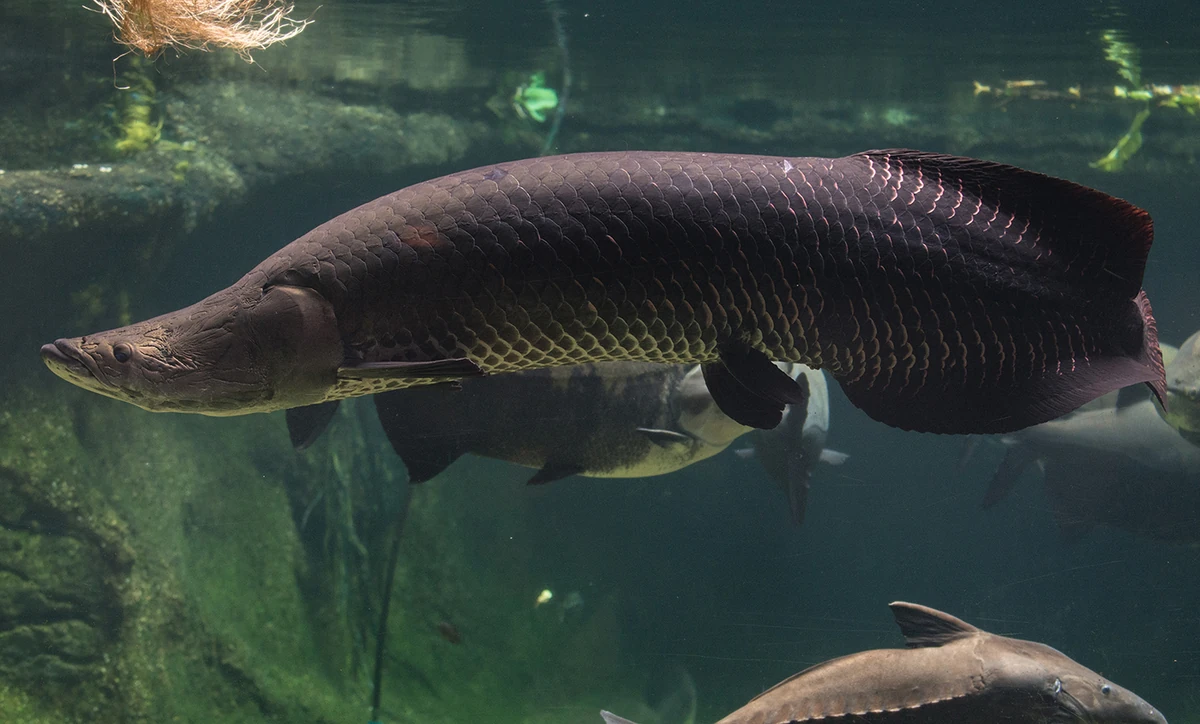 Arapaima | FictionRulezForever Wiki | Fandom