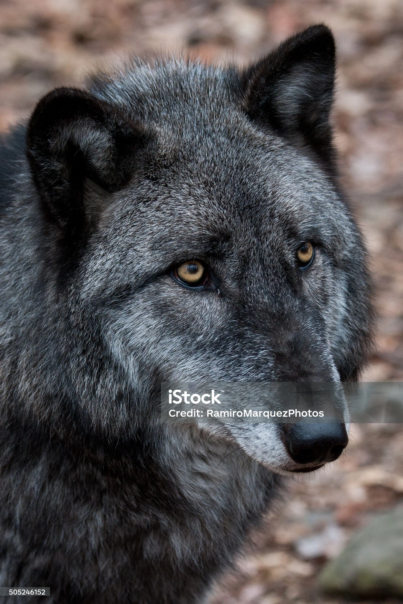 British Columbia Wolf | FictionRulezForever Wiki | Fandom