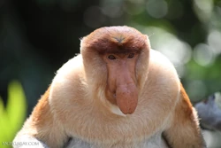 Proboscis Monkey | FictionRulezForever Wiki | Fandom
