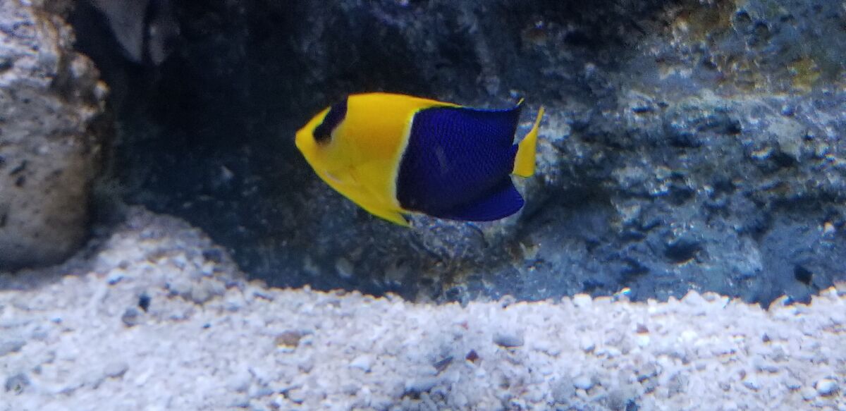 洋楽 Angelfish Image3fff_grande.jpg?v=1744122660