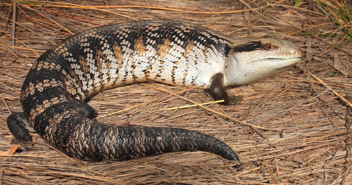 My dog attacked a blue online tongue lizard