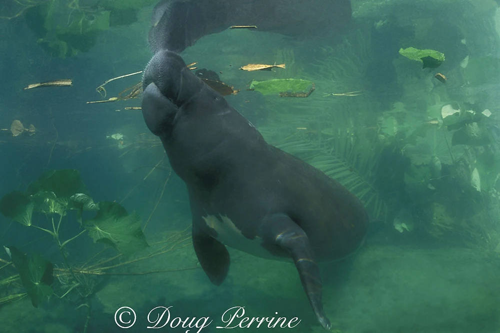 Amazonian Manatee FictionRulezForever Wiki Fandom
