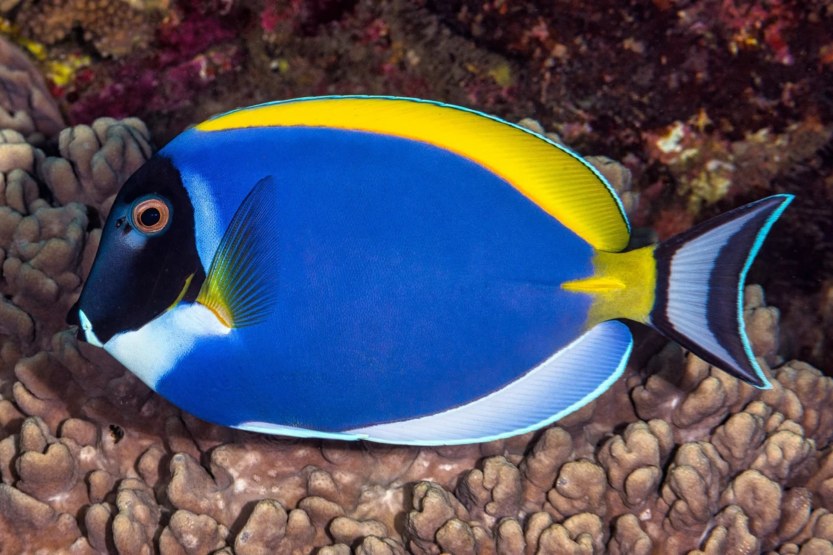 Powder Blue Tang | FictionRulezForever Wiki | Fandom