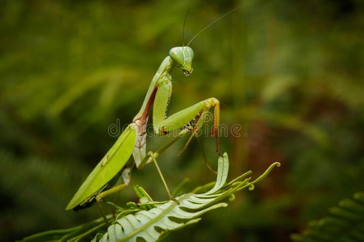 アビソ プレイング・マンティス5’4″ AVISO　PRAYING MANTIS Insect backpack praying mantis, bag stuffed | eBay