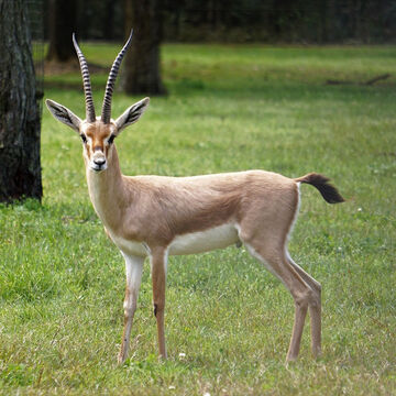 Gazelle 2025