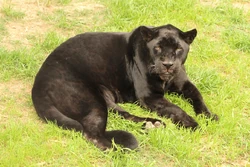 Black Jaguar | FictionRulezForever Wiki | Fandom