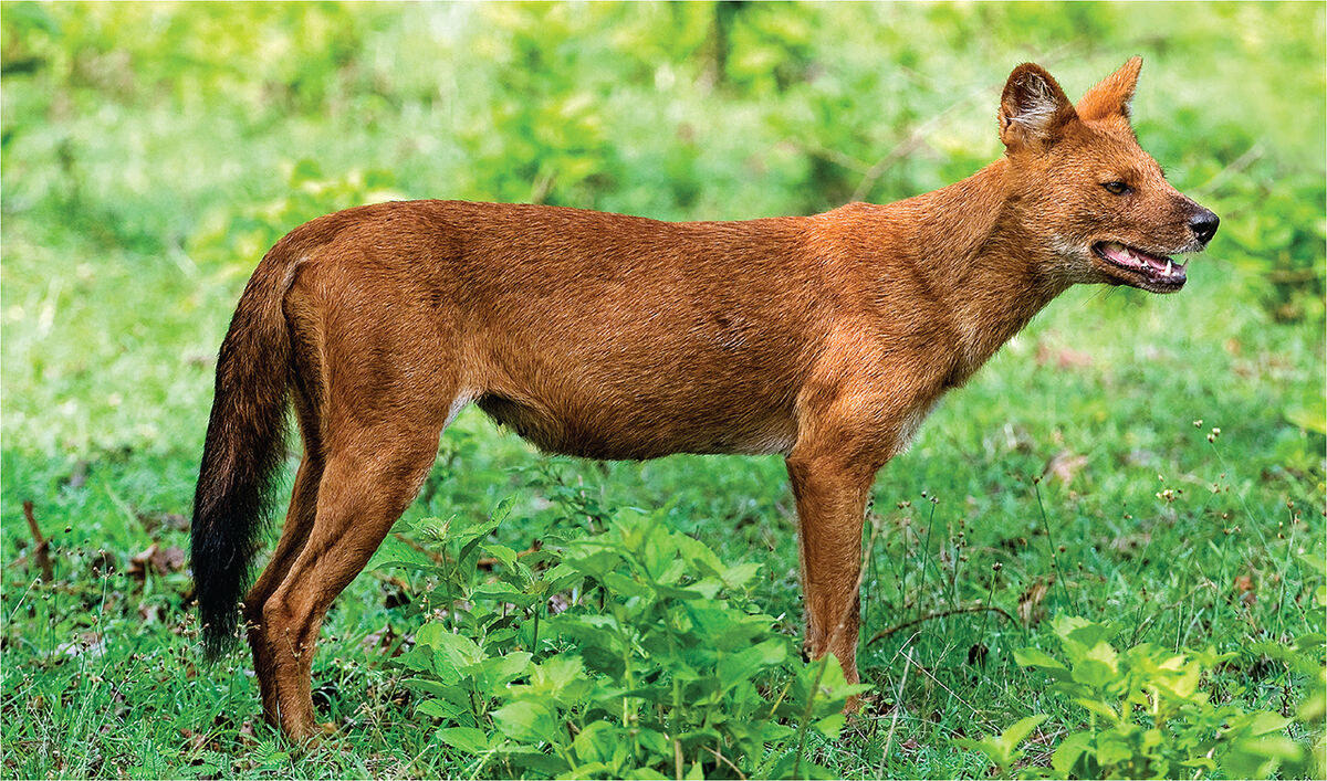 Dhole - Wikipedia