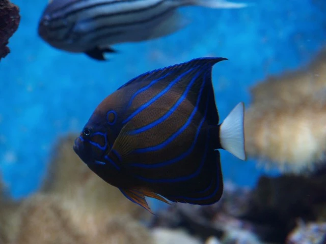 Blue Ring Angelfish | FictionRulezForever Wiki | Fandom