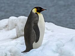 King Penguin, FictionRulezForever Wiki
