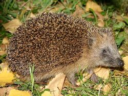 European Hedgehog, FictionRulezForever Wiki