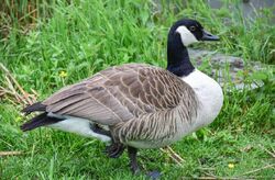 Canada goose mujer wiki top