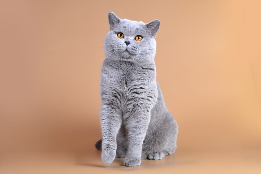 British Shorthair FictionRulezForever Wiki Fandom