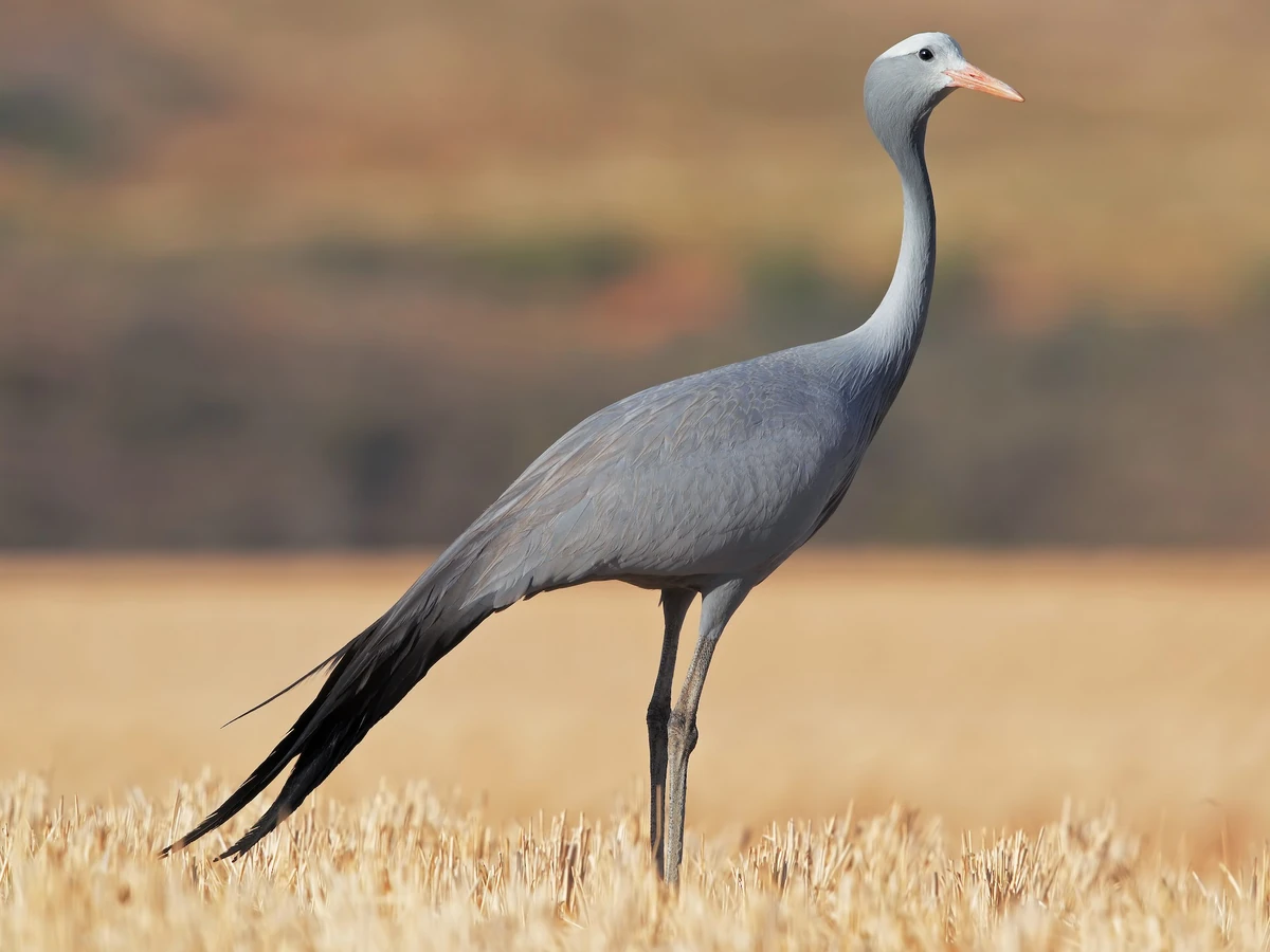 Blue Crane | FictionRulezForever Wiki | Fandom