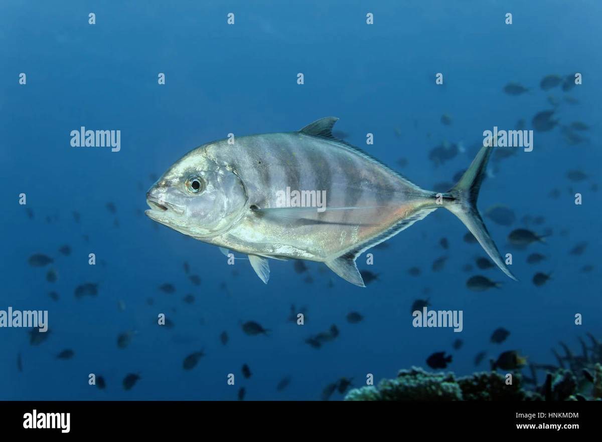 Blue Trevally | FictionRulezForever Wiki | Fandom