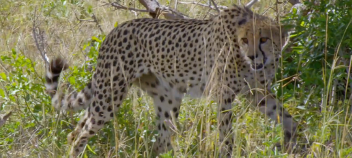 The Cheetah King | FictionRulezForever Wiki | Fandom