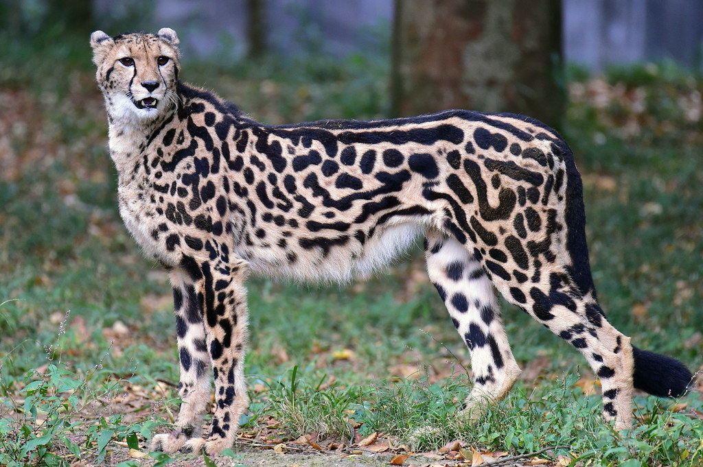 king cheetahs