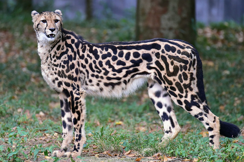 King Cheetah