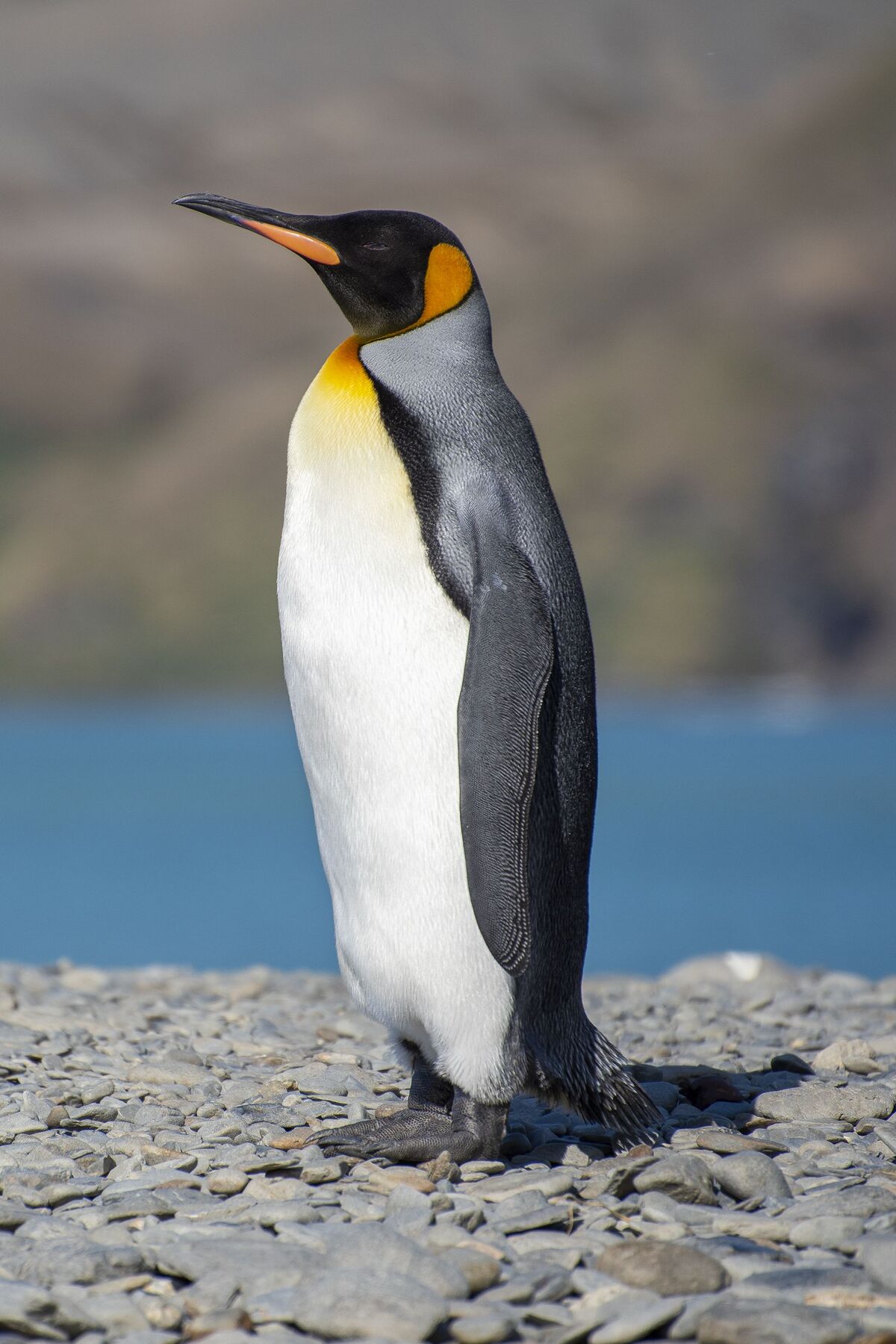 King penguin - Wikipedia