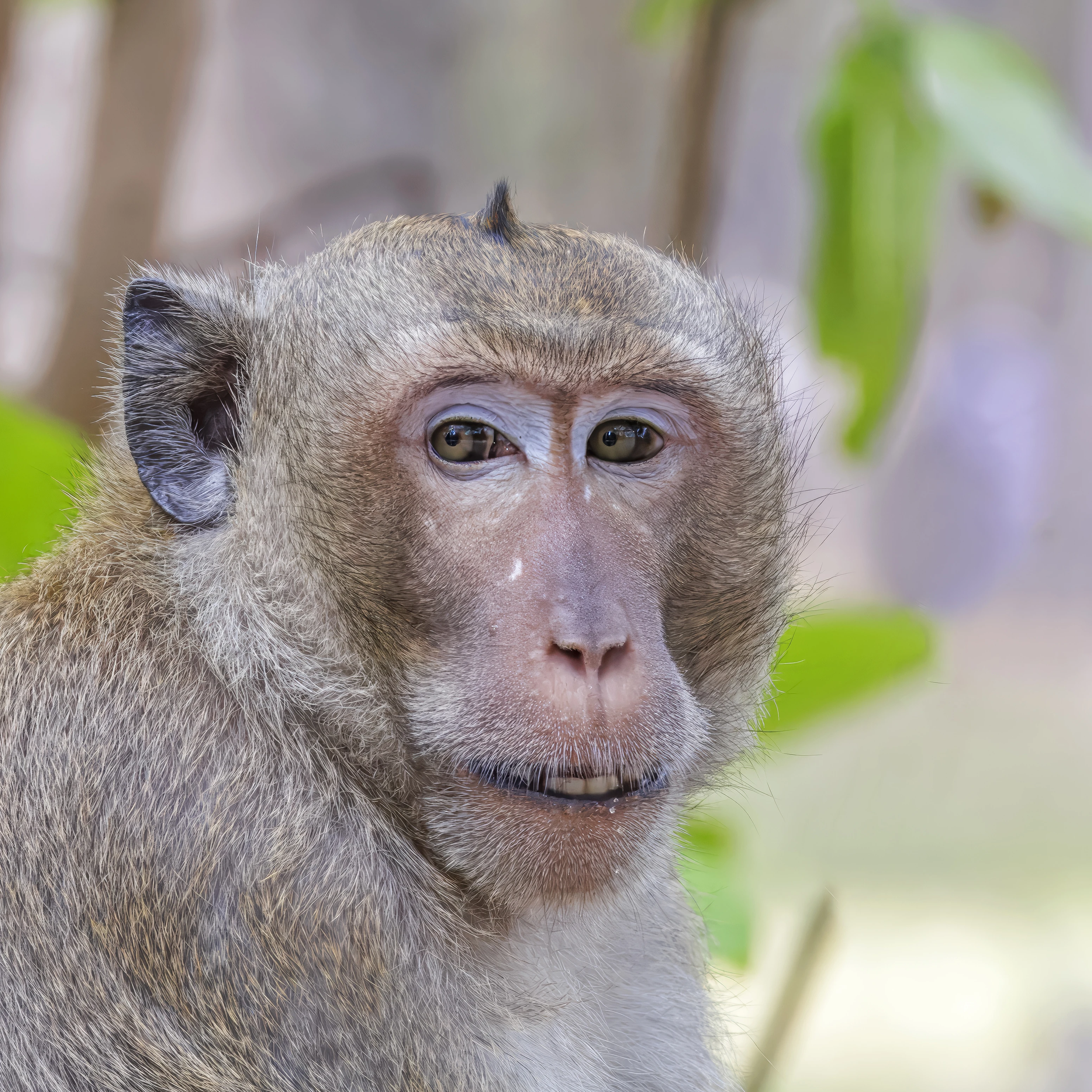 Crab-Eating Macaque | FictionRulezForever Wiki | Fandom