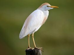 Cattle egret - Wikipedia