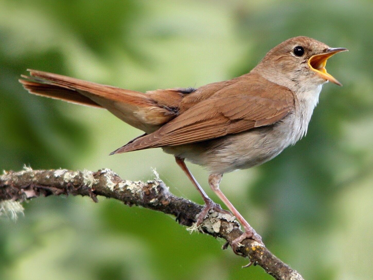 Common nightingale - Wikipedia