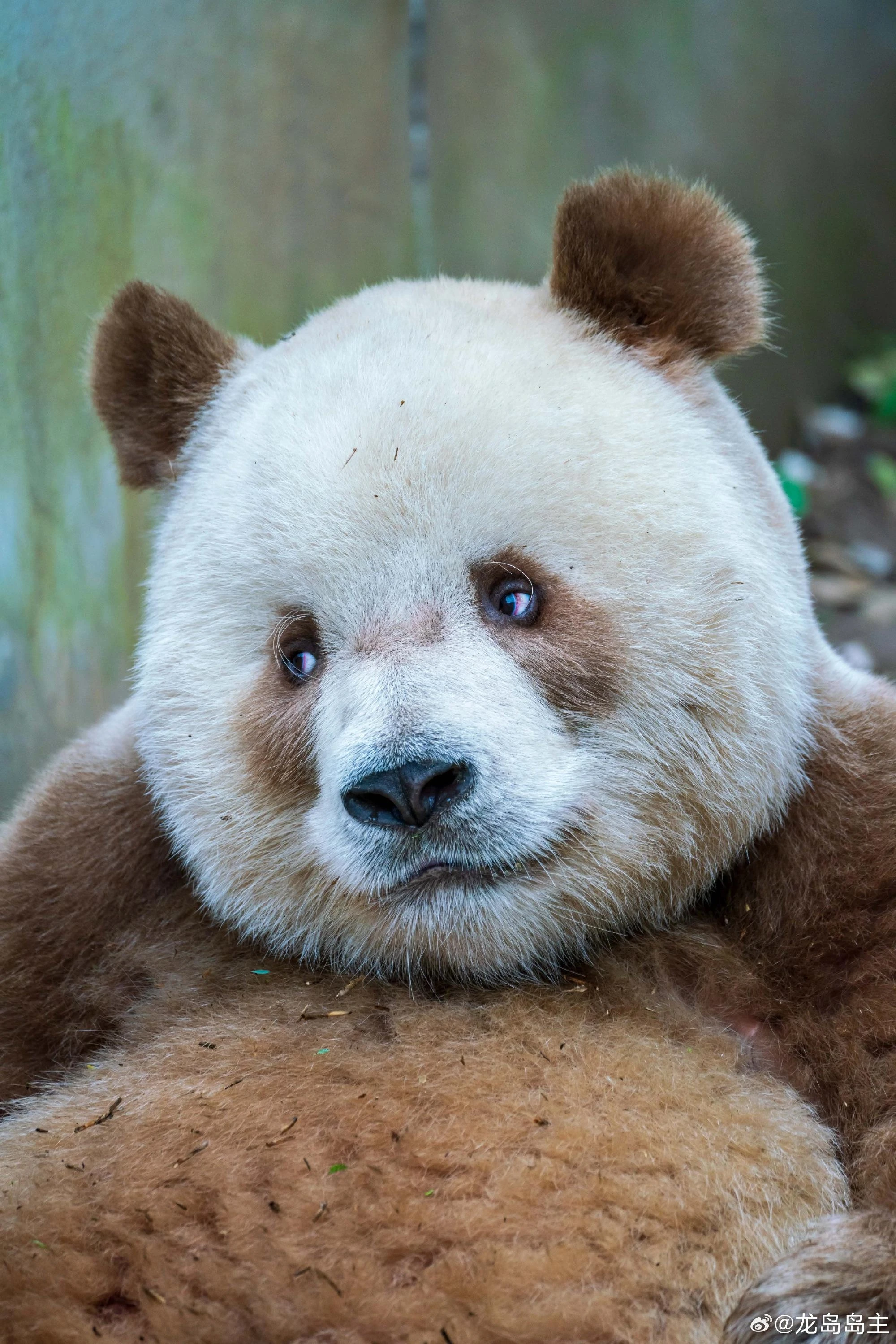panda様 Qinling Panda | FictionRulezForever Wiki | Fandom
