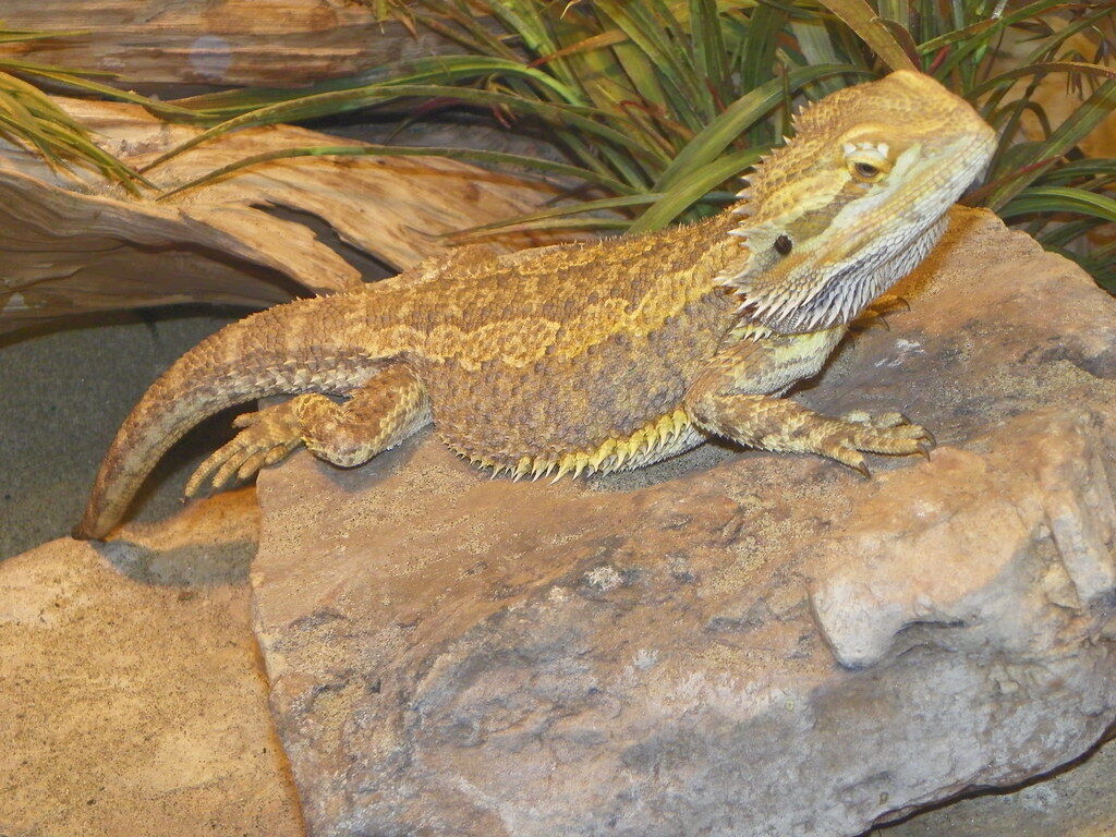 Central bearded dragon - Wikipedia