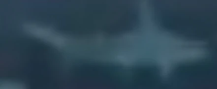 Smalleye Hammerhead FictionRulezForever Wiki Fandom